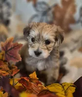 Dior, a male Morkie for sale in West Plains, MO – 1 of 4