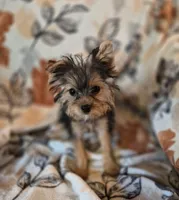 Starla, a female Yorkshire Terrier for sale in West Plains, MO – 3 of 4