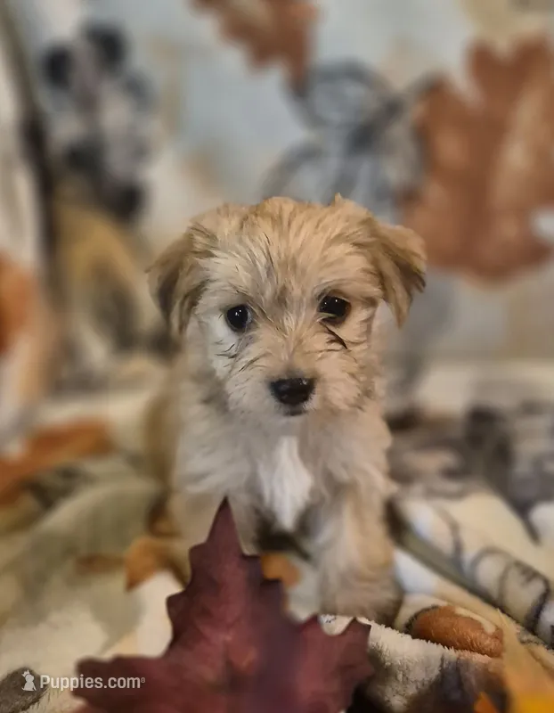 Paris – Morkie puppy for sale in West Plains, MO