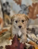 Paris, a female Morkie for sale in West Plains, MO – 1 of 4