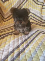 Gigi, a female Yorkshire Terrier for sale in West Plains, MO – 4 of 4