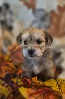 Dior, a male Morkie for sale in West Plains, MO – 4 of 4