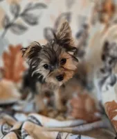 Starla, a female Yorkshire Terrier for sale in West Plains, MO – 4 of 4