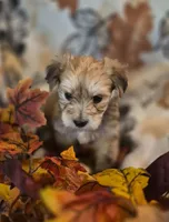Dior, a male Morkie for sale in West Plains, MO – 2 of 4