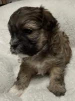 baby5, a female Shihpoo for sale in Colorado Springs, CO – Photo 2 of 2