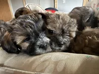 baby5, a female Shihpoo for sale in Colorado Springs, CO – Photo 5 of 5