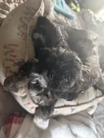 baby5, a female Shihpoo for sale in Colorado Springs, CO – Photo 4 of 5