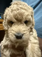 Yellow Mini Goldendoodle, a female Goldendoodle and Poodle - Toy  for sale in Colorado Springs, CO – 2 of 2