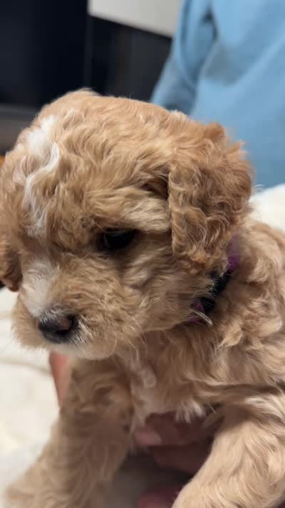 Mini Purple Goldendoodle, a female Goldendoodle and Poodle - Toy  for sale in Colorado Springs, CO – 3 of 3