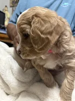 Mini Goldendoodle Hot Pink, a female Goldendoodle and Poodle - Toy  for sale in Colorado Springs, CO – 2 of 3