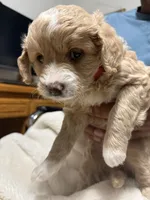 Mini Goldendoodle Red, a female Goldendoodle and Poodle - Toy  for sale in Colorado Springs, CO – 2 of 2