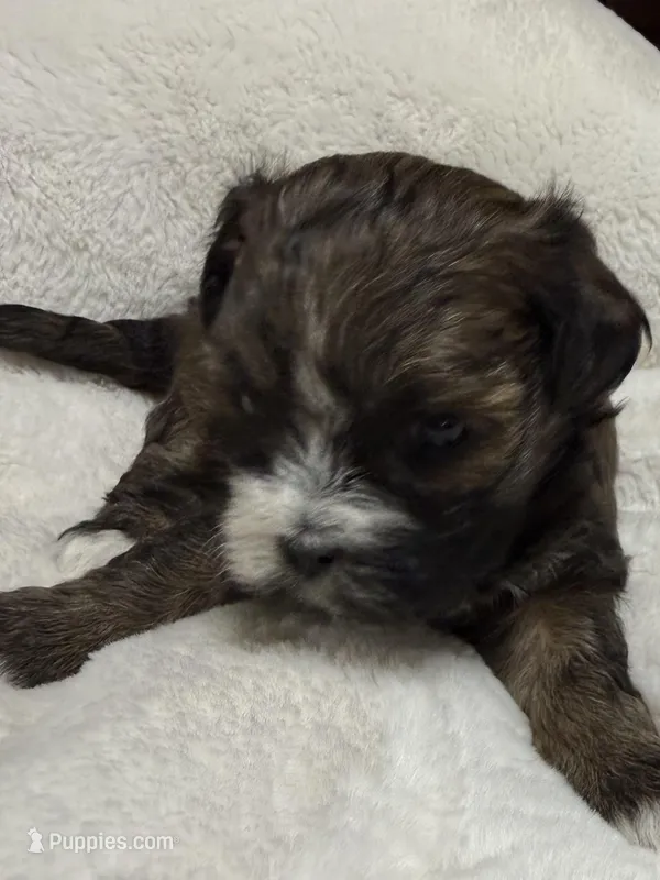 baby2 – Shihpoo puppy for sale in Colorado Springs, CO