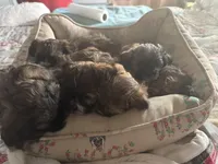 baby2, a female Shihpoo for sale in Colorado Springs, CO – Photo 3 of 5