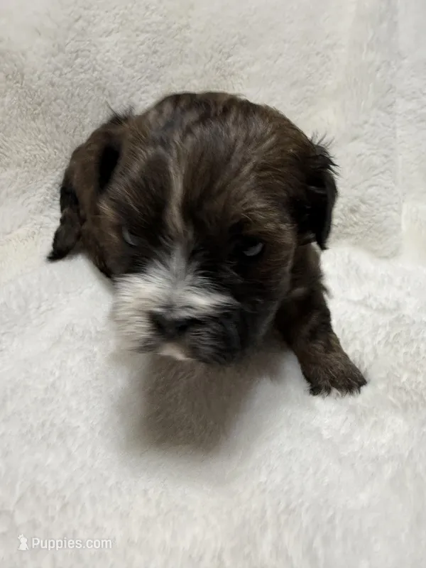 baby2 – Shihpoo puppy for sale in Colorado Springs, CO