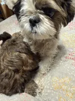 ready for pick up Shih-Poo, a female Shihpoo for sale in Colorado Springs, CO – Photo 4 of 4