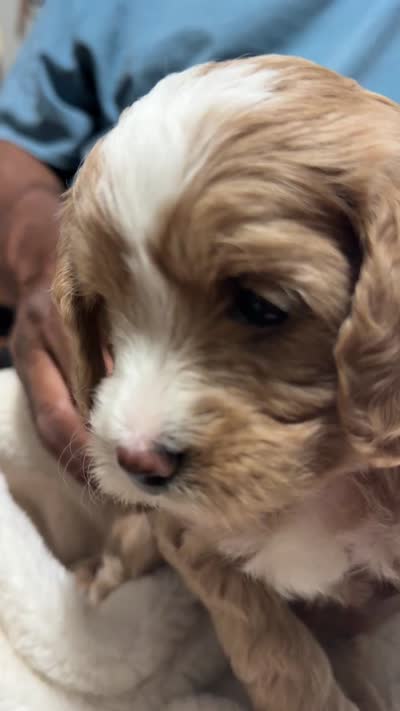 Mini Goldendoodle Hot Pink, a female Goldendoodle and Poodle - Toy  for sale in Colorado Springs, CO – 3 of 3