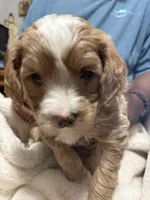 Mini Goldendoodle Hot Pink, a female Goldendoodle and Poodle - Toy  for sale in Colorado Springs, CO – 1 of 3