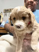 Mini Goldendoodle Red, a female Goldendoodle and Poodle - Toy  for sale in Colorado Springs, CO – 1 of 2
