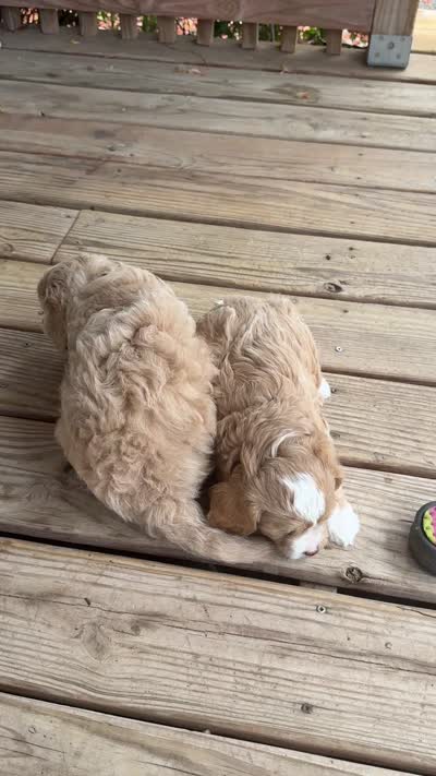 ready to go Mini blue Goldendoodle, a male Goldendoodle and Poodle - Toy  for sale in Colorado Springs, CO – 5 of 5