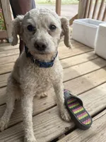 ready to go Mini Yellow Goldendoodle, a female Goldendoodle and Poodle - Toy  for sale in Colorado Springs, CO – 3 of 5