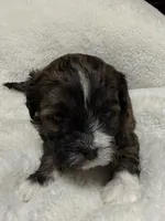 baby4, a male Shihpoo for sale in Colorado Springs, CO – Photo 2 of 2