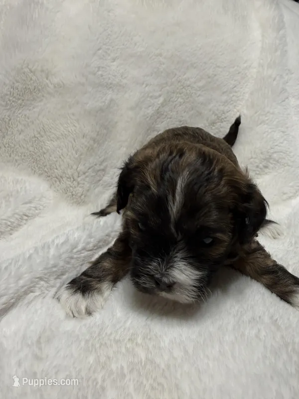 baby4 – Shihpoo puppy for sale in Colorado Springs, CO