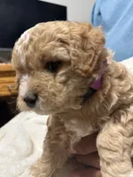 Mini Purple Goldendoodle, a female Goldendoodle and Poodle - Toy  for sale in Colorado Springs, CO – 2 of 3