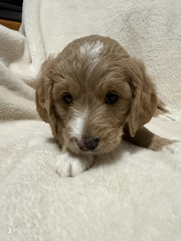 Mini blue Goldendoodle – Goldendoodle, Poodle - Toy  puppy for sale in Colorado Springs, CO