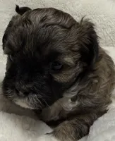 baby3, a female Shihpoo for sale in Colorado Springs, CO – Photo 2 of 2