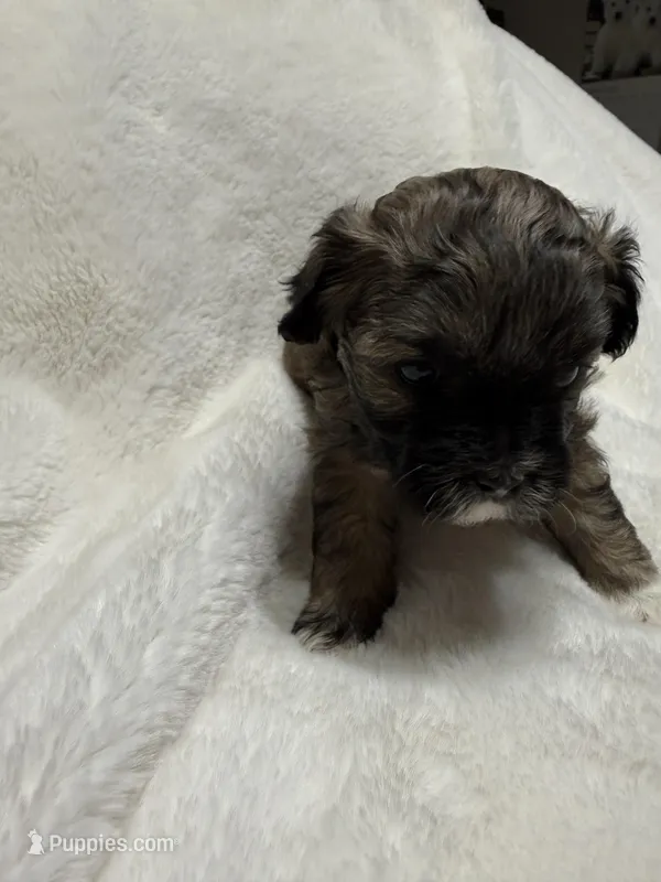 baby3 – Shihpoo puppy for sale in Colorado Springs, CO
