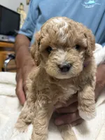 Mini Purple Goldendoodle, a female Goldendoodle and Poodle - Toy  for sale in Colorado Springs, CO – 1 of 3