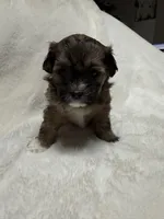 baby1, a female Shih Tzu and Poodle - Toy  for sale in Colorado Springs, CO – Photo 9 of 10