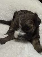 baby1, a female Shih Tzu and Poodle - Toy  for sale in Colorado Springs, CO – Photo 4 of 10