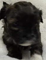 baby1, a female Shih Tzu and Poodle - Toy  for sale in Colorado Springs, CO – Photo 1 of 10