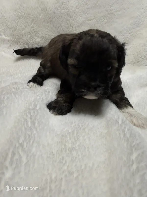 baby1 – Shihpoo puppy for sale in Colorado Springs, CO