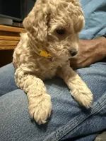 Yellow Mini Goldendoodle, a female Goldendoodle and Poodle - Toy  for sale in Colorado Springs, CO – 1 of 2