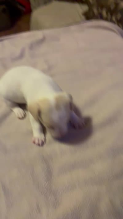 Boy 1, a male Miniature Dachshund and Chiweenie for sale in Mabelvale, AR – 8 of 8