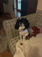 Gerard Lloyd, a male Pomeranian for sale in Mabelvale, AR – 5 of 8