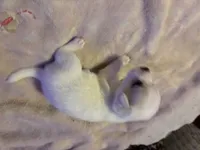 Boy , a male Miniature Dachshund and Chiweenie for sale in Mabelvale, AR – 2 of 10