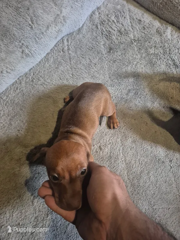 Girl – Dachshund puppy for sale in Mabelvale, AR