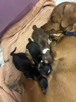 Little boy , a male Miniature Dachshund for sale in Mabelvale, AR – 2 of 4