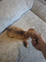 Girl, a female Dachshund for sale in Mabelvale, AR – 4 of 5