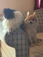 Gerard Lloyd, a male Pomeranian for sale in Mabelvale, AR – 3 of 8