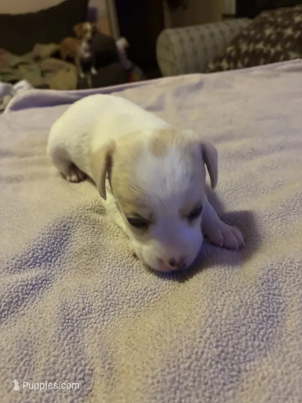 Boy 1 – Miniature Dachshund puppy for sale in Mabelvale, AR