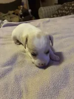 Boy 1, a male Miniature Dachshund for sale in Mabelvale, AR – 1 of 9