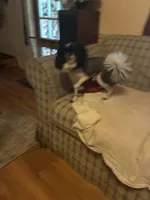 Gerard Lloyd “ lil man “, a male Pomeranian for sale in Mabelvale, AR – 3 of 5