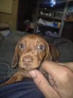 Girl, a female Miniature Dachshund for sale in Mabelvale, AR – 6 of 7