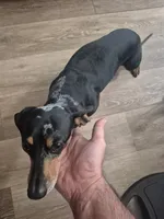 Girl, a female Dachshund for sale in Mabelvale, AR – 3 of 5