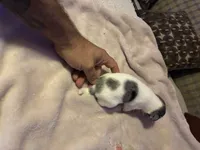 Girl 1, a female Miniature Dachshund and Chiweenie for sale in Mabelvale, AR – 3 of 7