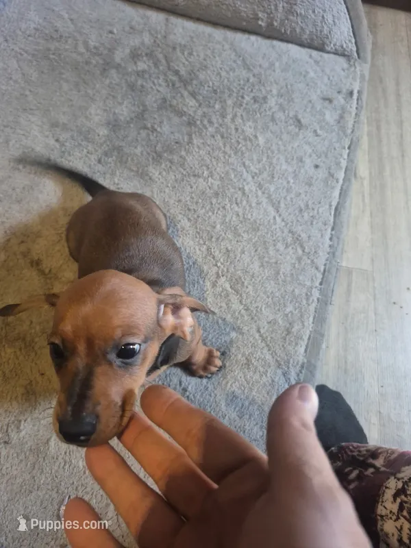 Boy – Miniature Dachshund puppy for sale in Mabelvale, AR